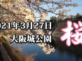 大阪城公園　さくら　桜